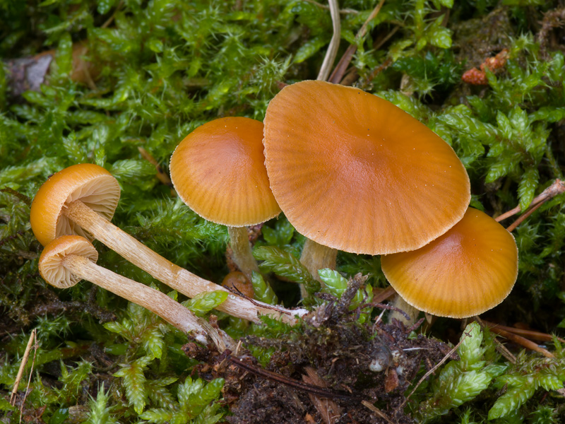 Galerina pumila